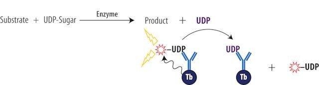 Transcreener<sup>®</sup> UDP<sup>2</sup> TR-FRET Assay