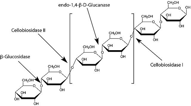 β-Glucosidase from almonds