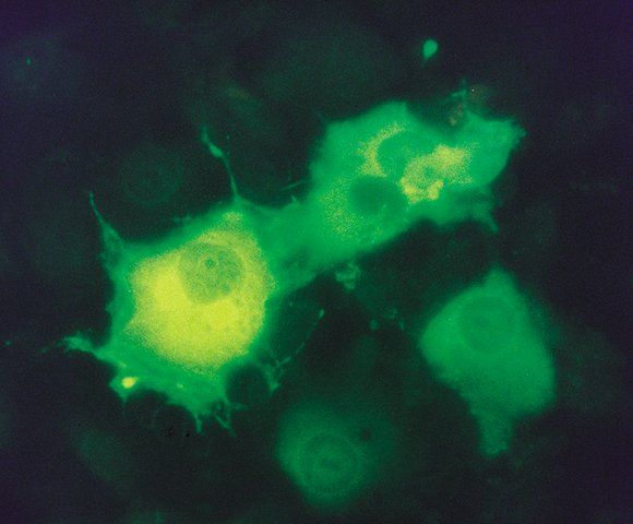 Monoclonal ANTI-FLAG<sup>®</sup> M2-FITC antibody produced in mouse