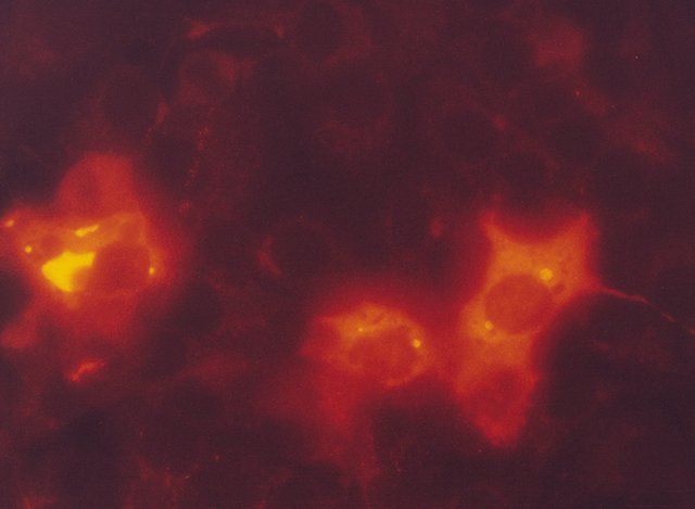 Monoclonal ANTI-FLAG<sup>®</sup> M2-Cy3<sup>TM</sup> antibody produced in mouse