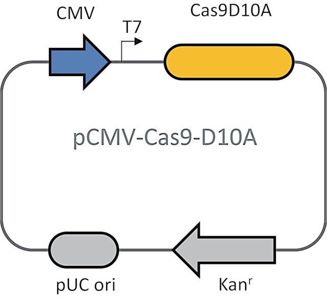 CRISPR Cas9-D10A Nickase Plasmid