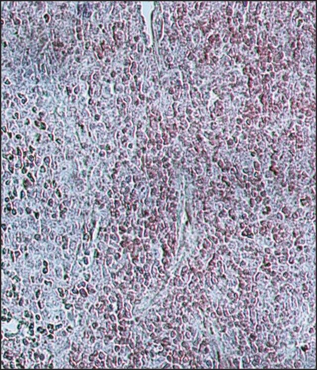 Anti-Bovine IgG (whole molecule)-Peroxidase antibody produced in rabbit