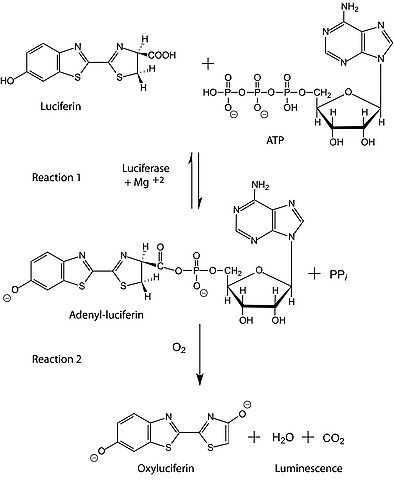 Adenosine 5′-triphosphate (ATP) disodium salt hydrate