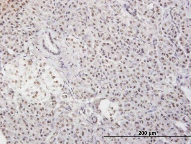 Monoclonal Anti-MLF2 antibody produced in mouse