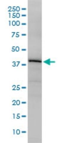 Monoclonal Anti-OBFC1 antibody produced in mouse