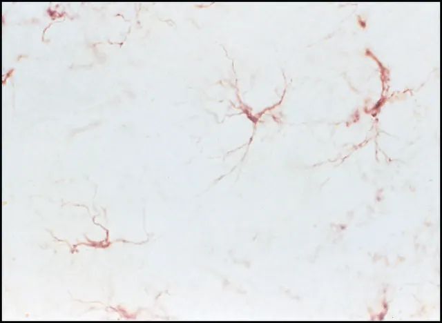 Mouse ExtrAvidin<sup>®</sup> Peroxidase Staining Kit antibody produced in goat