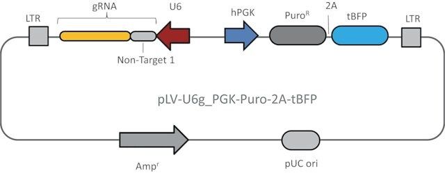 Lenti CRISPR Universal Non-Target Control#1 Plasmid DNA (LV04 vector)