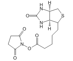 (+)-Biotin-N-hydroxysuccinimide ester