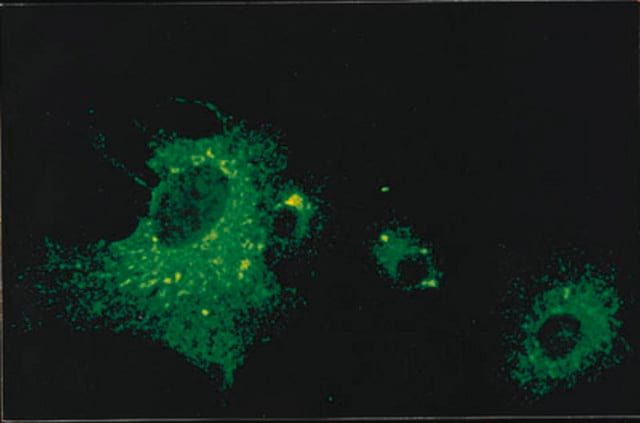 Anti-Parainfluenza 1 Antibody, clone 251/12A