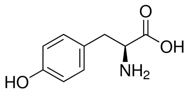 <sc>L</sc>-Tyrosine