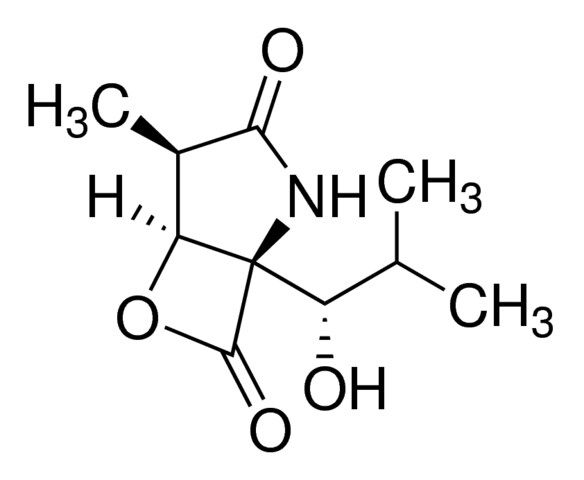 clasto-Lactacystin β-lactone