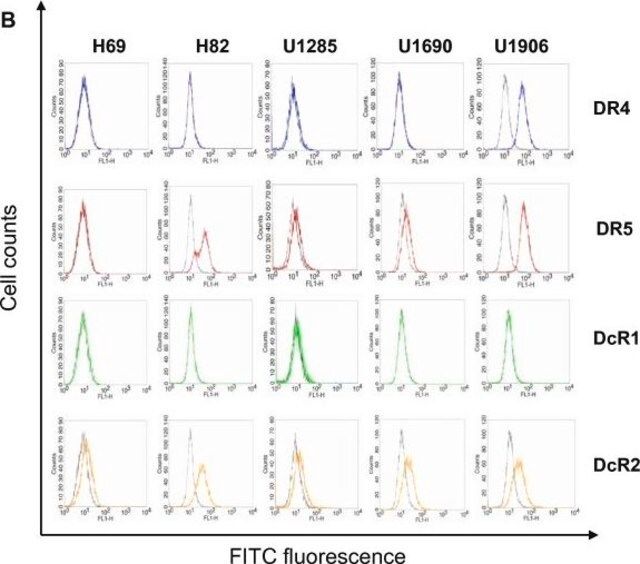 Anti-DR4, N-Terminal antibody produced in rabbit