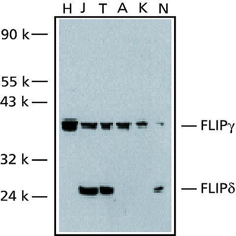 Anti-FLIPγ/δ, C-Terminal antibody produced in rabbit
