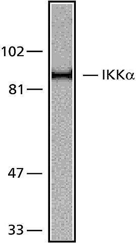 Anti-IKKα (716-734) antibody produced in rabbit