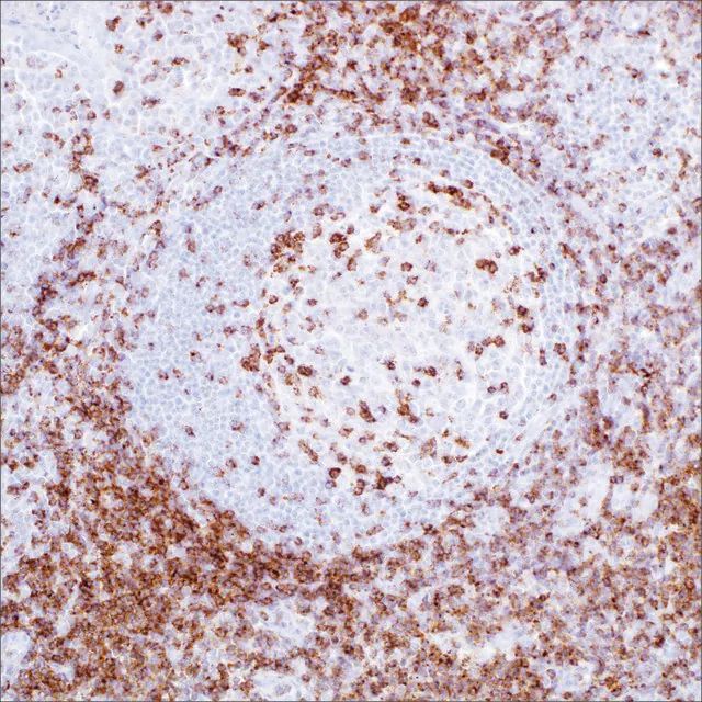 CD2 (MRQ-11) Mouse Monoclonal Antibody
