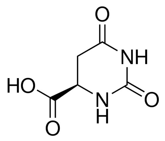 <sc>D</sc>-Hydroorotic acid