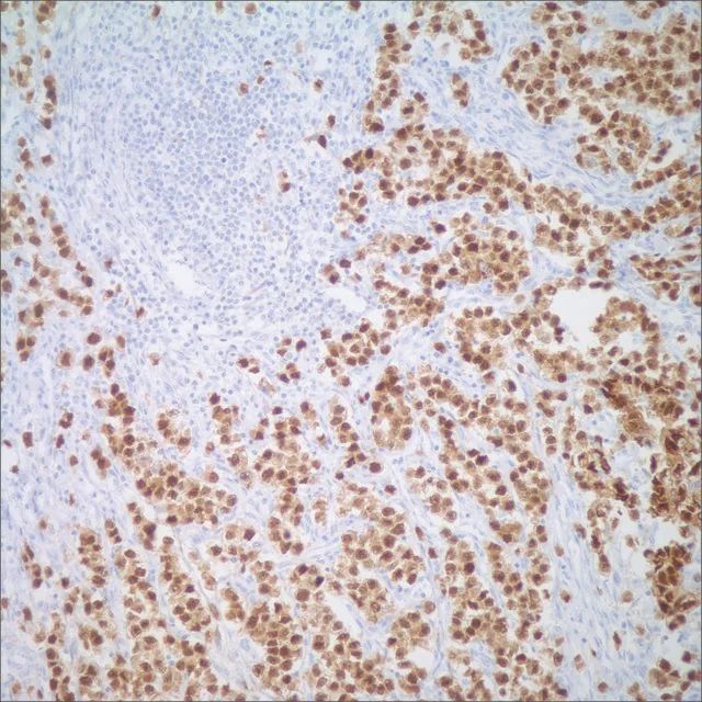 Oct-4 (MRQ-10) Mouse Monoclonal Antibody
