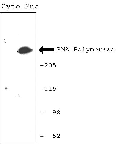 CelLytic<sup>TM</sup> PN Isolation/Extraction Kit