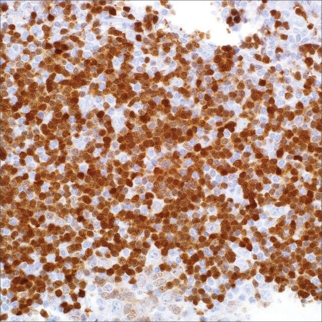 TCL1 (MRQ-7) Mouse Monoclonal Antibody