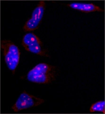 Anti-B23 antibody, Mouse monoclonal