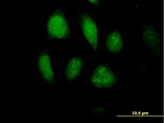 Anti-MLKL antibody produced in mouse