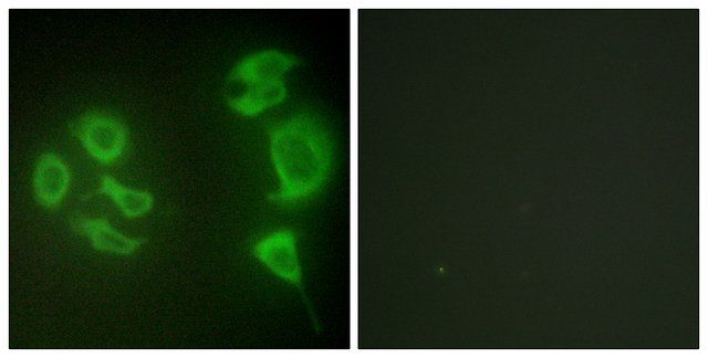 Anti-MLTK antibody produced in rabbit