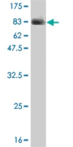 ANTI-MLLT6 antibody produced in mouse