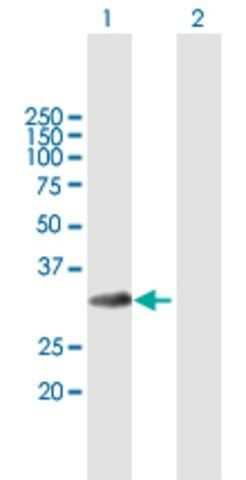 Anti-MLF1 antibody produced in mouse