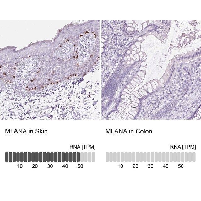 Anti-MLANA antibody produced in rabbit