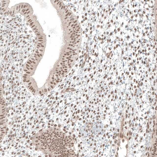 Anti-MED20 antibody produced in rabbit