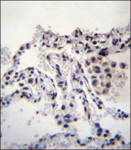 ANTI-MEIG1 (CENTER) antibody produced in rabbit