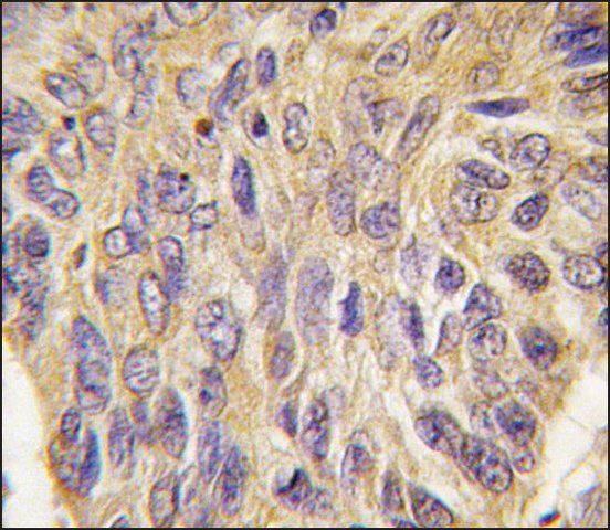 Anti-MEG2 (C-term) antibody produced in rabbit
