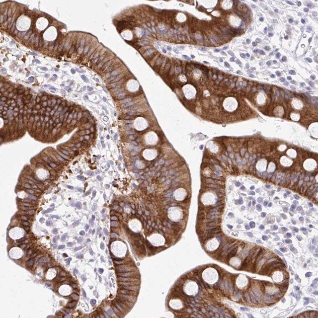 Anti-MED9 antibody produced in rabbit