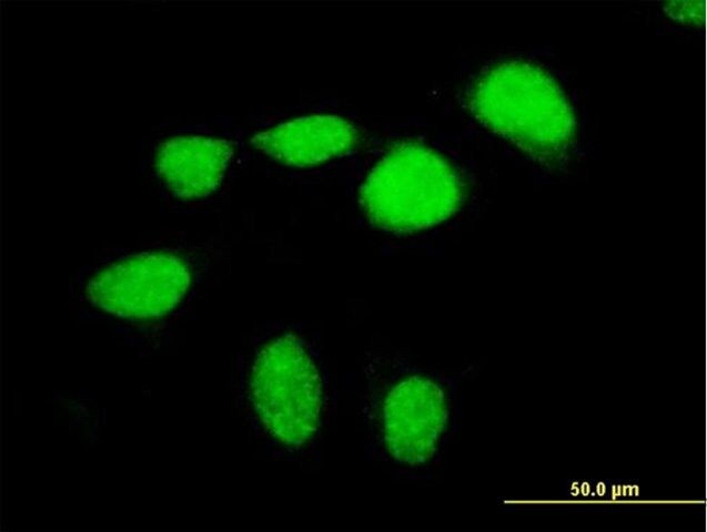 ANTI-MEF2D antibody produced in mouse