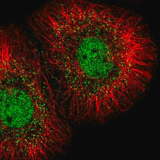 Anti-MED23 antibody produced in rabbit