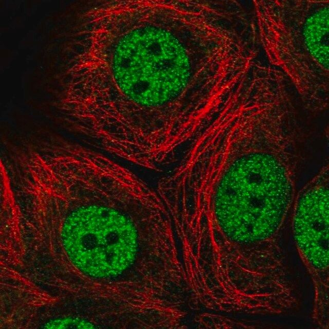 Anti-MED13 antibody produced in rabbit