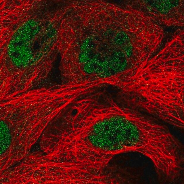 Anti-MED29 antibody produced in rabbit