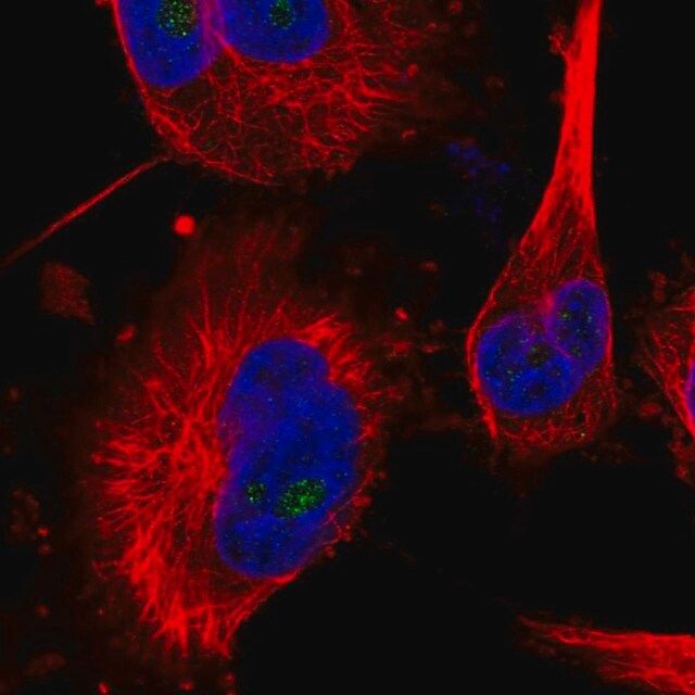 Anti-MED16 antibody produced in rabbit