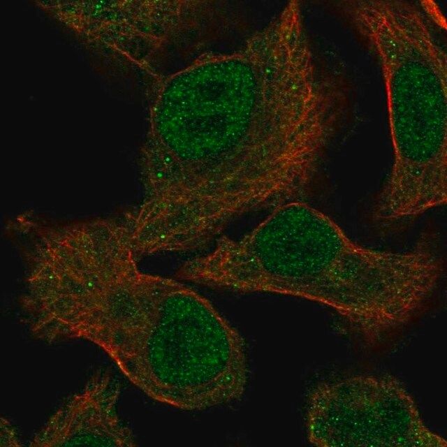 Anti-MEGF9 antibody produced in rabbit