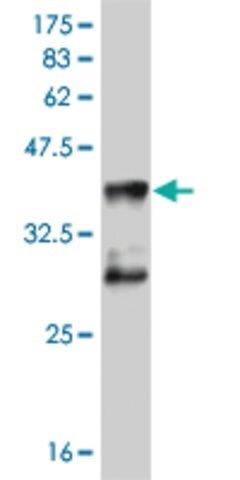 ANTI-MEF2D antibody produced in mouse