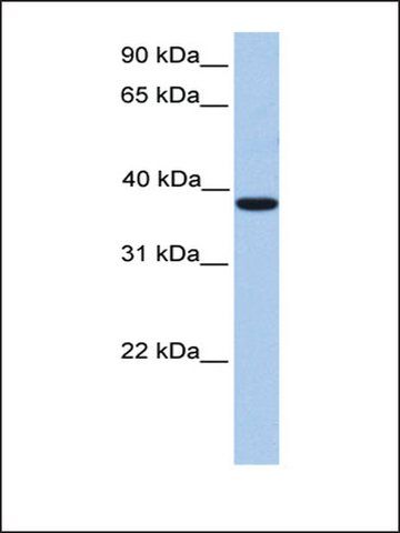 Anti-MEIS1 antibody produced in rabbit