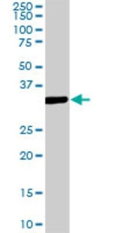 ANTI-MEOX2 antibody produced in mouse