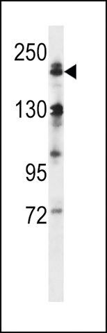 ANTI-MEKK4 (CENTER C1081) antibody produced in rabbit