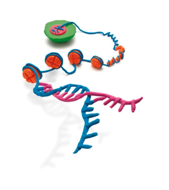 CpG WIZ<sup>®</sup> p15 -Methylation specific PCR assay