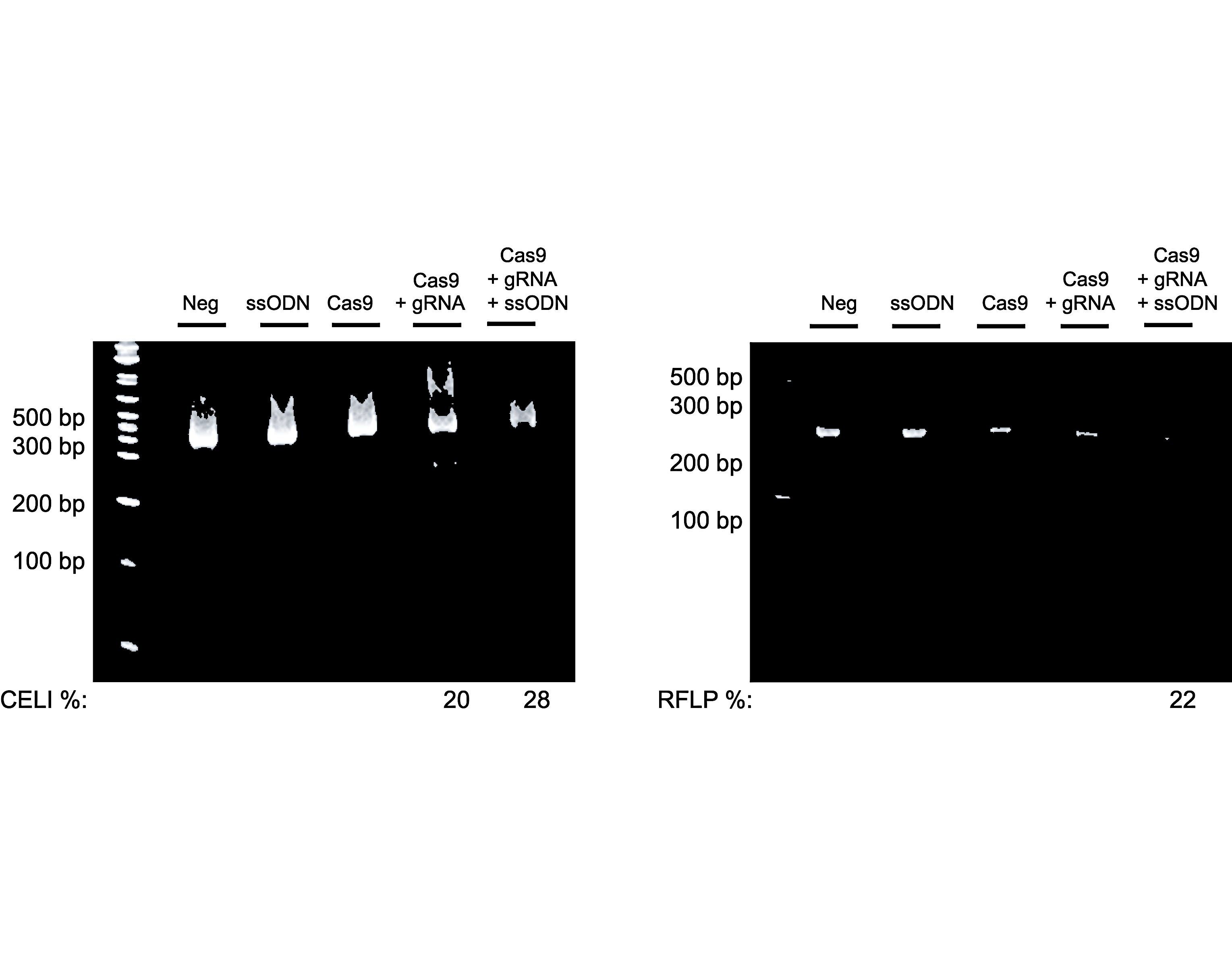 CRISPR Integration Kit