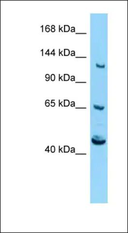 Anti-CACNA2D4 antibody produced in rabbit