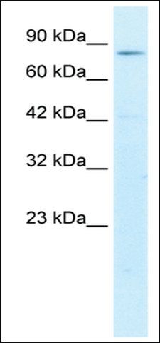 Anti-CREBL1 antibody produced in rabbit