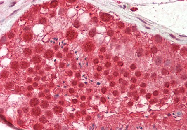Anti-CSTF2 antibody produced in rabbit