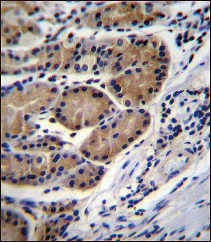 ANTI-CTSO (N-TERM) antibody produced in rabbit