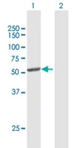 Anti-CYP2C8 antibody produced in mouse